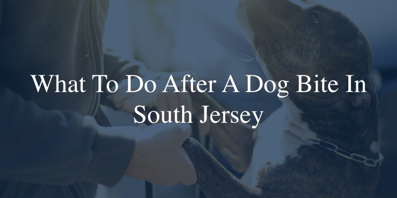 What to do after a dog bite in South Jersey?